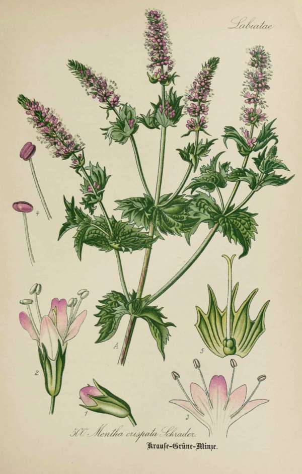 Gyógynövények, homeopátia, népi gyógyászat -20 – Fodormenta Dr. Thomé  Botanika